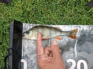 Poisson vacancier