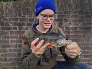 European Perch