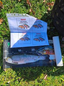 Rainbow Trout