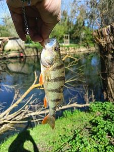 European Perch
