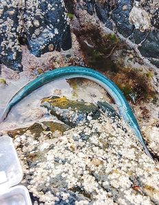 Garfish