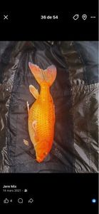 Koï Fish