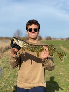 Northern Pike