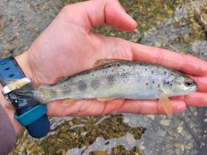 Brown Trout