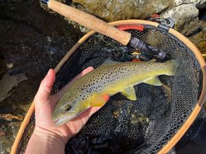 Brown Trout