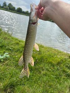 Northern Pike