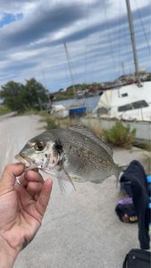 Gilthead Seabream