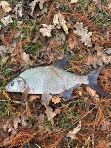 Common Bream