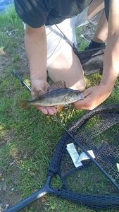 European Perch
