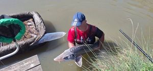 Sturgeon