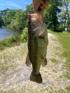 Largemouth Bass