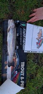Rainbow Trout