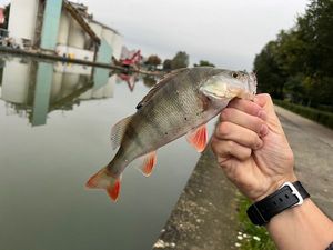 European Perch