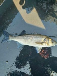 European Bass (Seabass)
