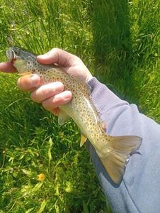 Brown Trout