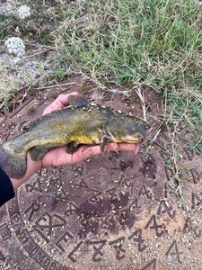 Black Bullhead