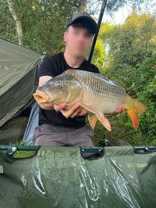 Common Carp