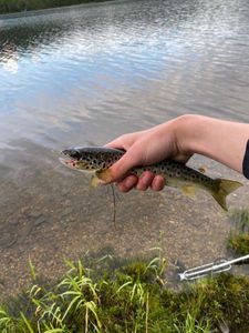 Brown Trout