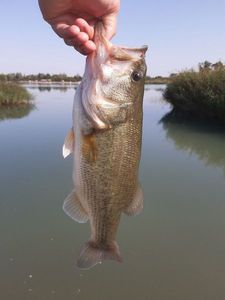 Largemouth Bass