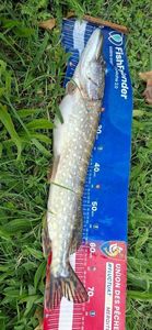 Northern Pike