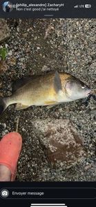 Freshwater Drum