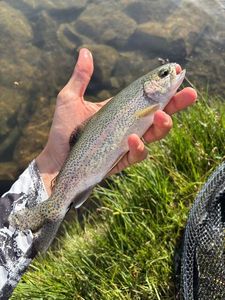 Rainbow Trout