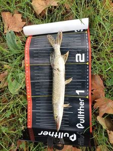 Zander