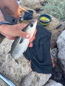 Leaping Mullet