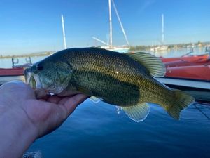 Largemouth Bass fångad av Jerome S TRH