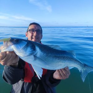 European Bass (Seabass)