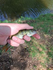 European Perch