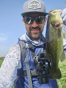 Largemouth Bass