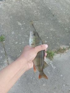 European Perch