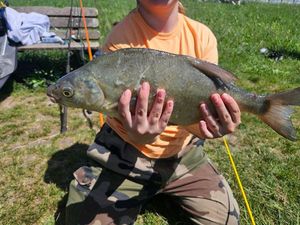 Common Bream