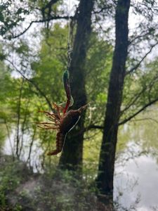 Spinycheek Crayfish