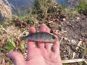 European Perch