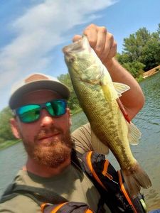 Largemouth Bass