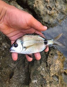 Common Two-banded Seabream