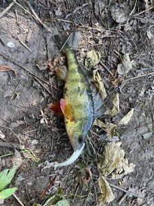Yellow Perch
