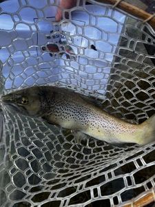 Brown Trout