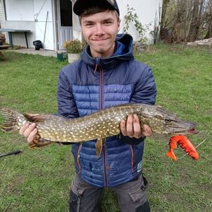 Northern Pike