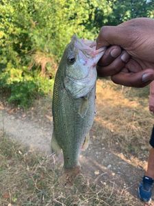 Largemouth Bass