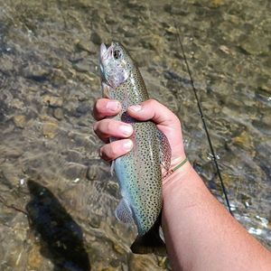 Rainbow Trout