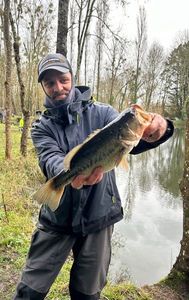 Largemouth Bass