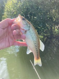 Largemouth Bass