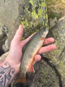 Brook Trout