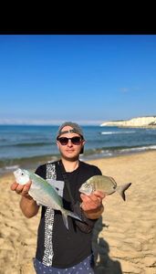 White Seabream