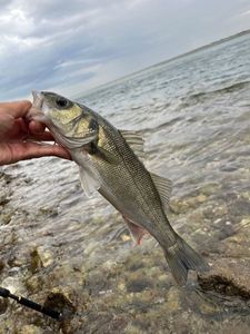 European Bass (Seabass)