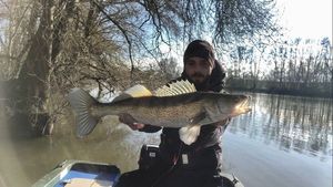 Zander