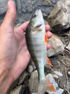 European Perch